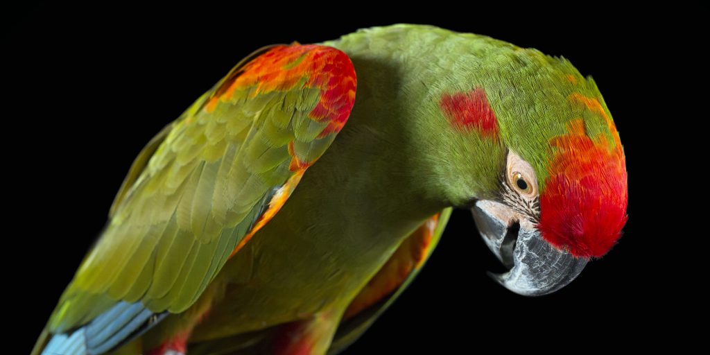 Fotografía: Daniel Alarcón y David Grunbaum 